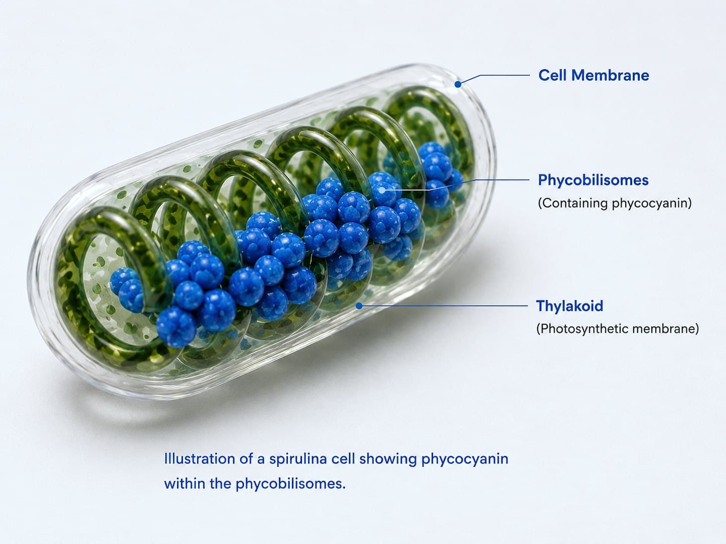 Illustration of a spirulina cell showing phycocyanin within the phycobilisomes.